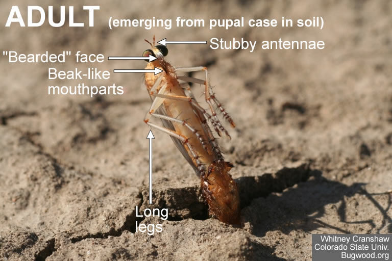 Robber fly eclosing