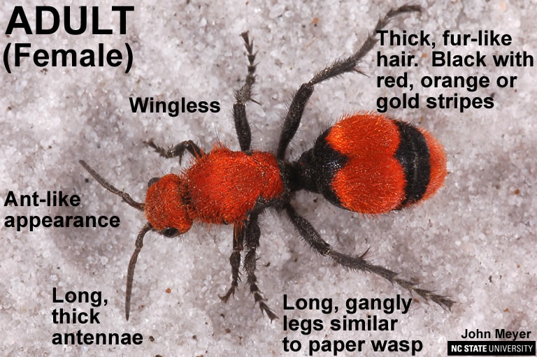 Velvet Ant Nc State Extension