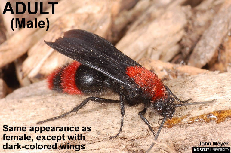 Adult male velvet ant