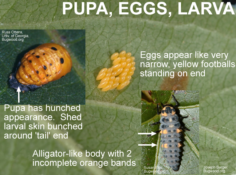 Septempunctata pupa, eggs and larva