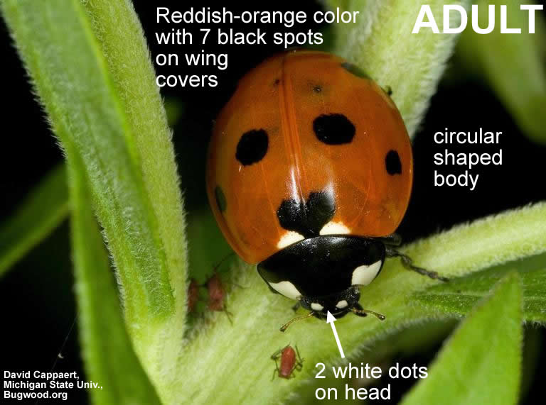 Seven-Spotted Ladybug – Field Station