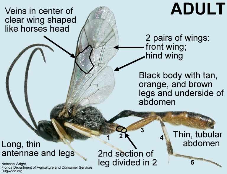 Campoletis wasp adult