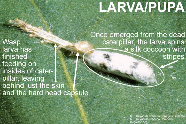 Campoletis wasp larva and upupa