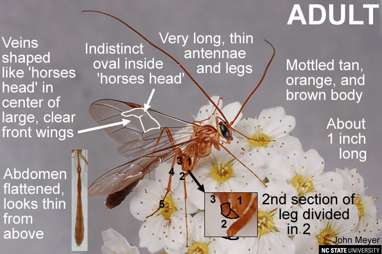 Enicospilus wasp adult