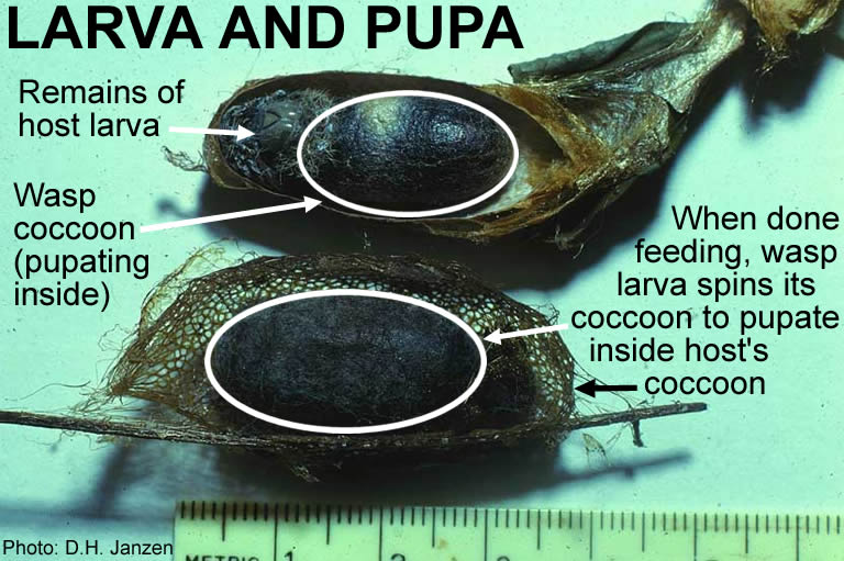 Enicospilus wasp larva and pupa