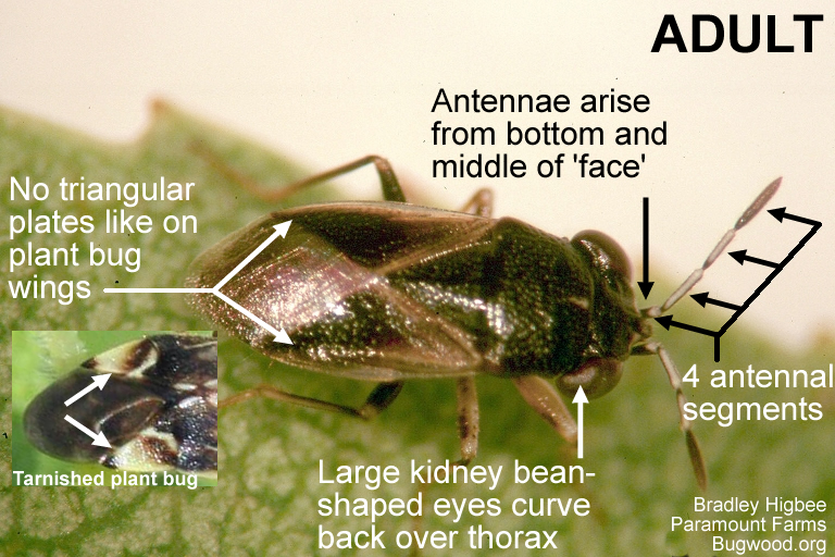 Geocoris adult