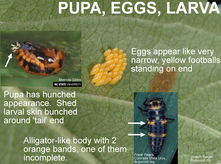 hippodamia pupa, eggs and larva