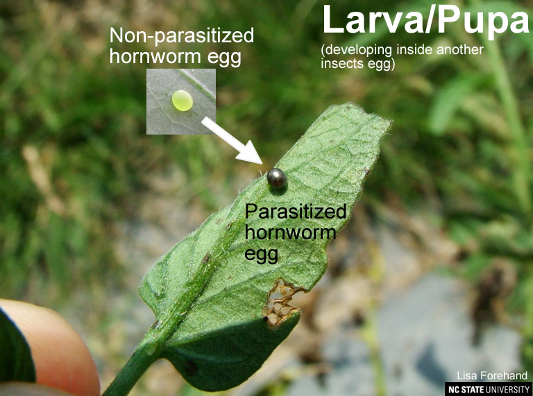 Trichogramma wasp larva / pupa