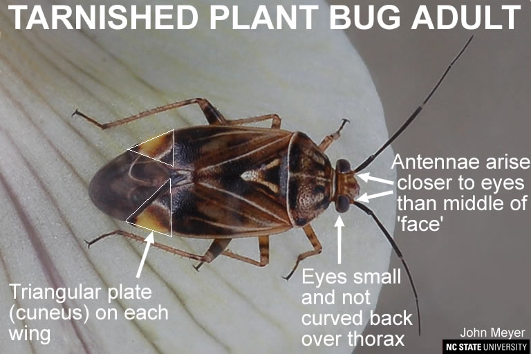 Tarnished plant bug adult
