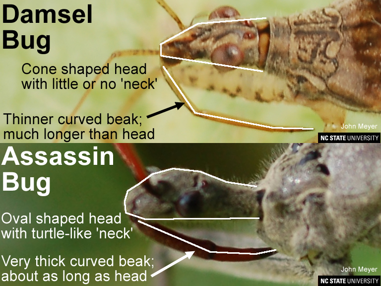 Beak shape of damsel bug versus assassin bug