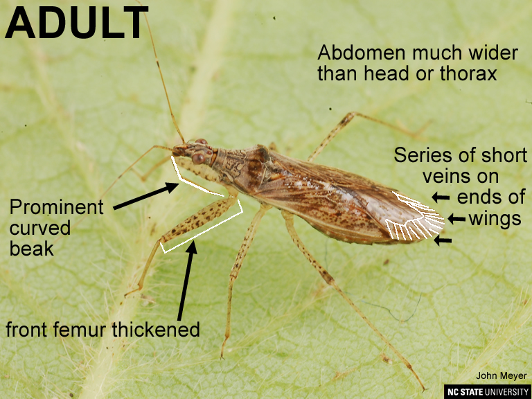 Damsel bug adult