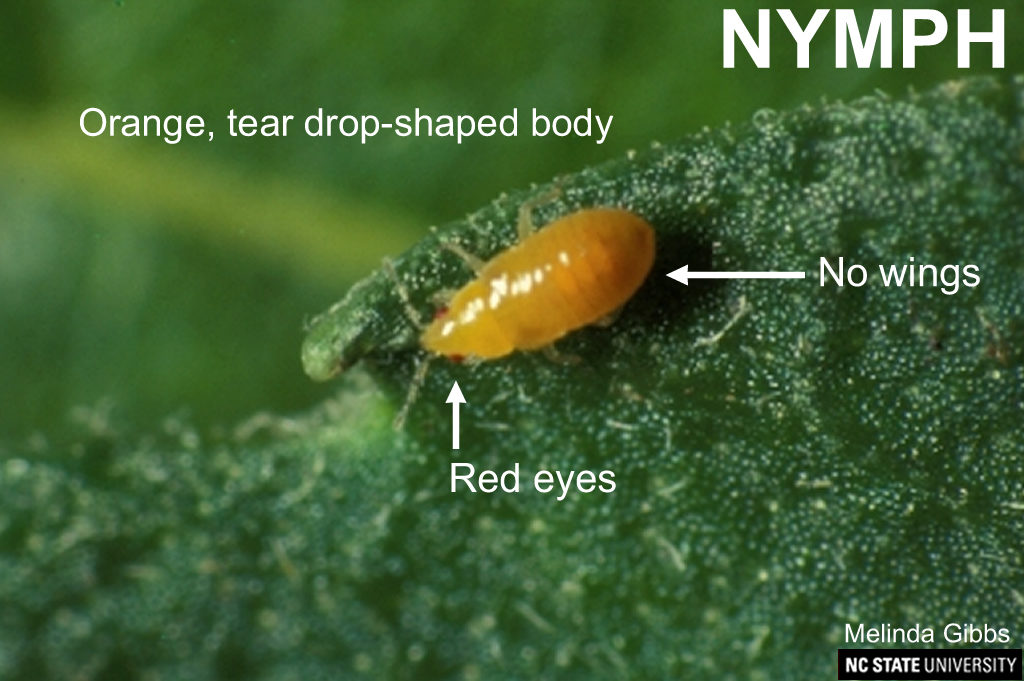 Orius nymph