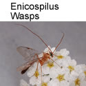 Enicospilus wasps