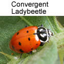 Convergent Ladybeetle