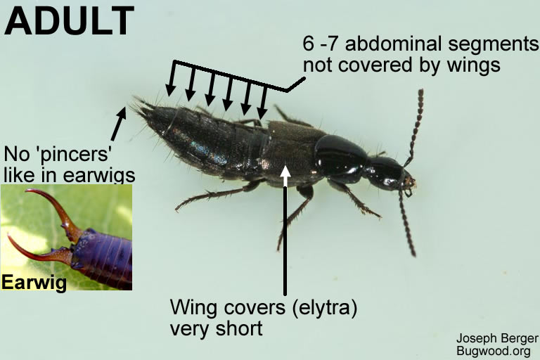 Rove beetle adult