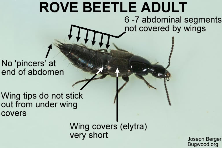 Adult Rove Beetle