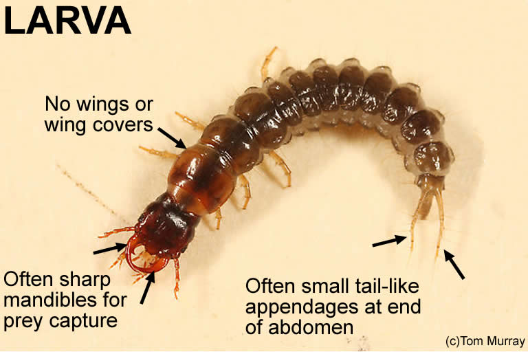 Rove beetle larva