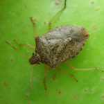 Brown stink bug (Euschistus servus)