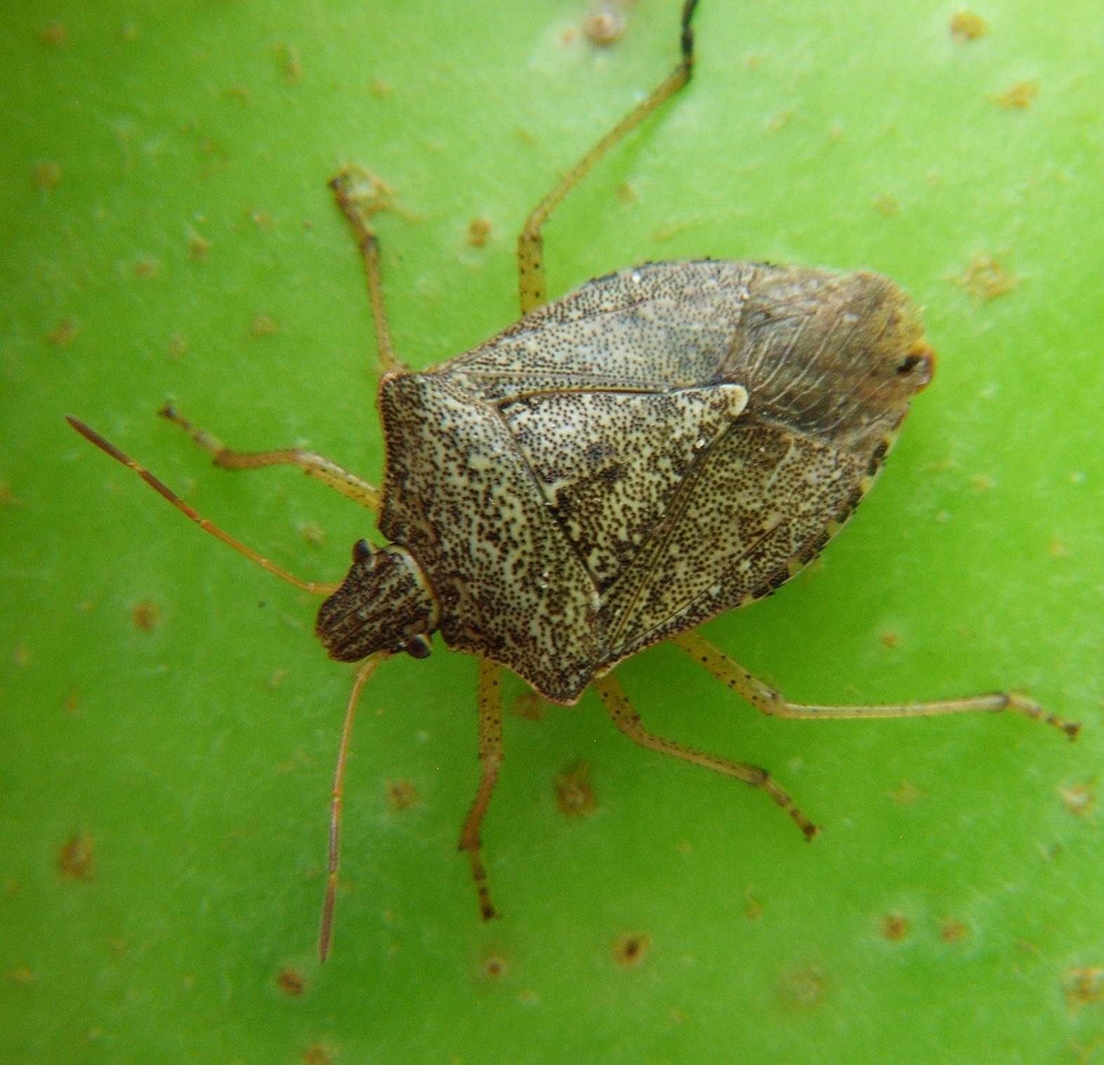 All 98+ Images What Bug Looks Like A Giant Stink Bug Completed