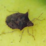 Dusky stink bug (Euschistus tristigmus)