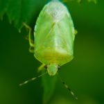 Green stink bug (Acrosternum hilare)