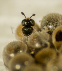 The native Telenomus podisi, an egg parasitoid of BMSB, emerging from a stink bug egg. (Photo: Emily Ogburn)