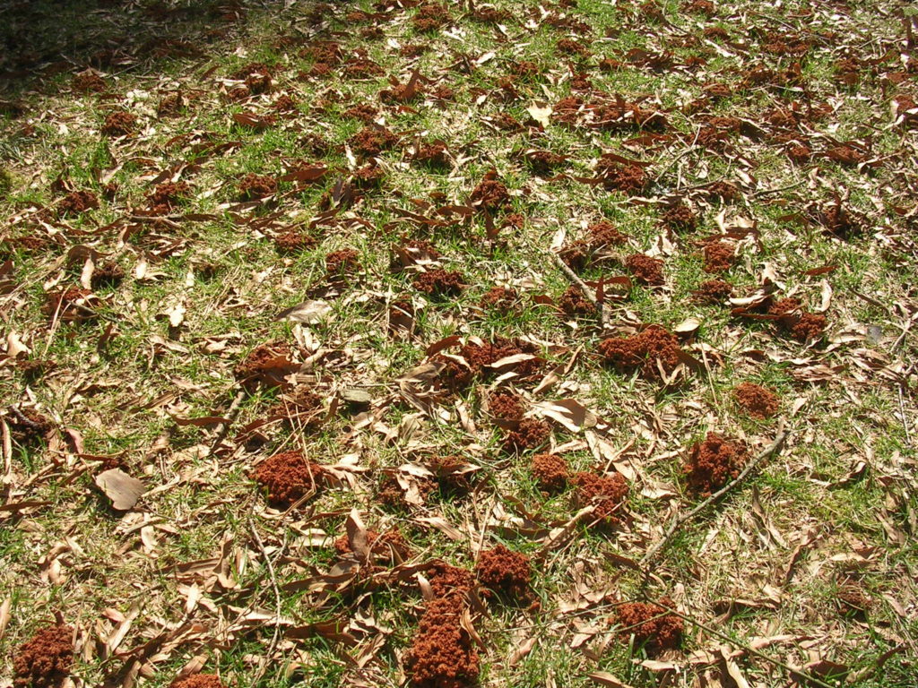 Image of Andrenid bee mounds