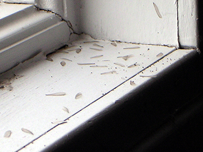 Termite wings on a window ledge
