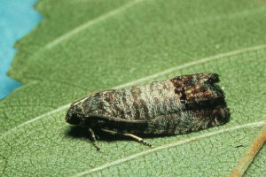 Codling moth adult