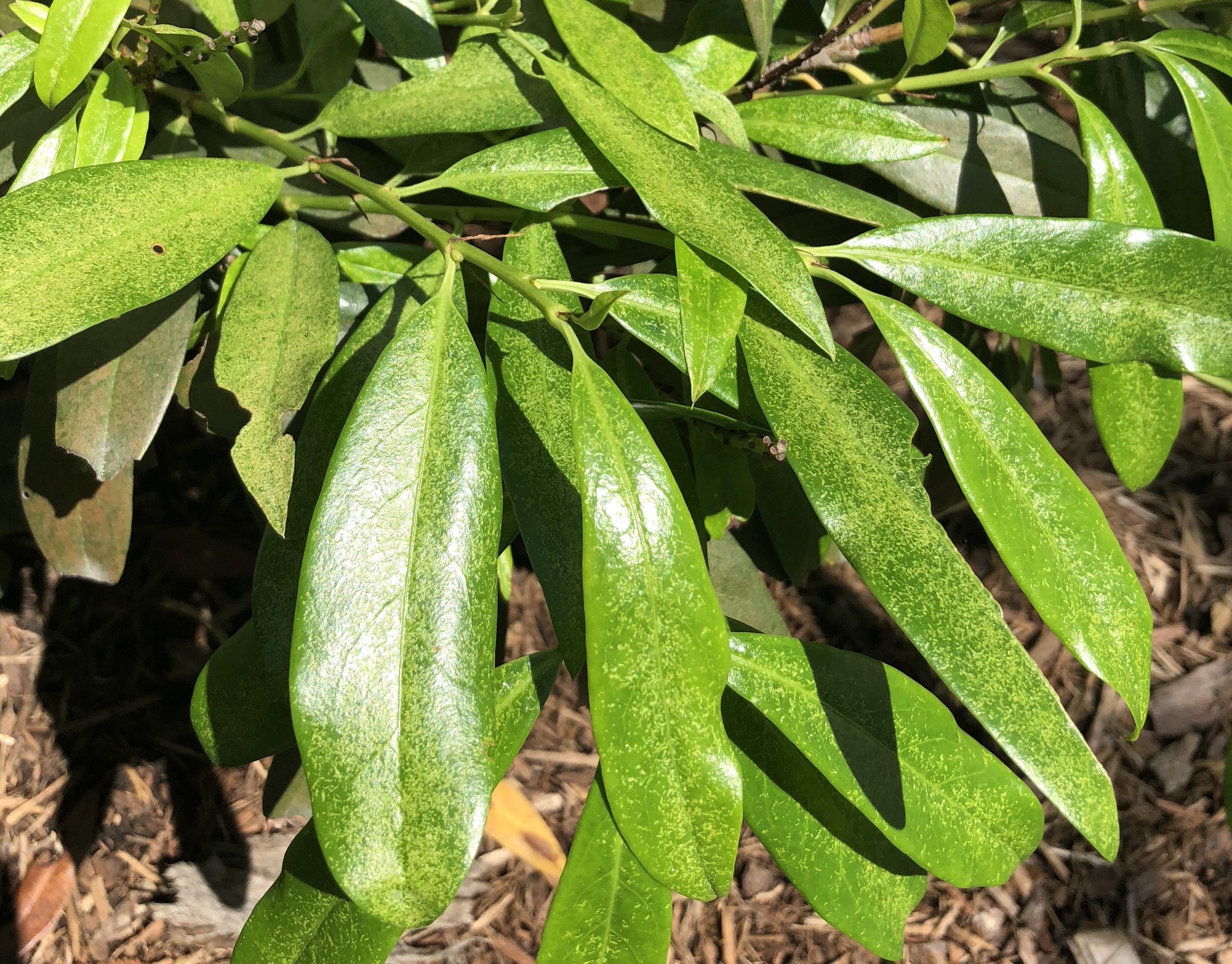 Southern red mite stippling damage on cherry laurel