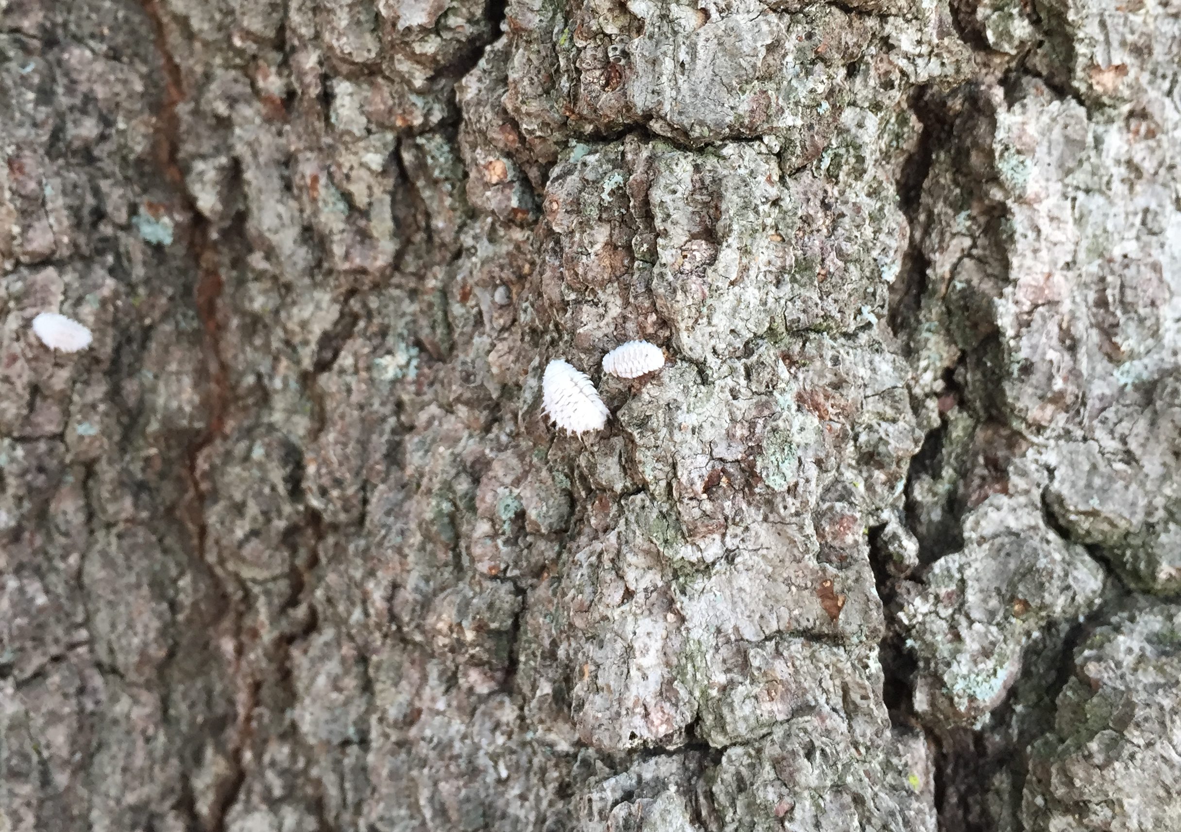 Hypoaspis spp. larvae on willow oak bark. These are larve of specialist lady beetles that eat scale insects. Photo:SD Frank