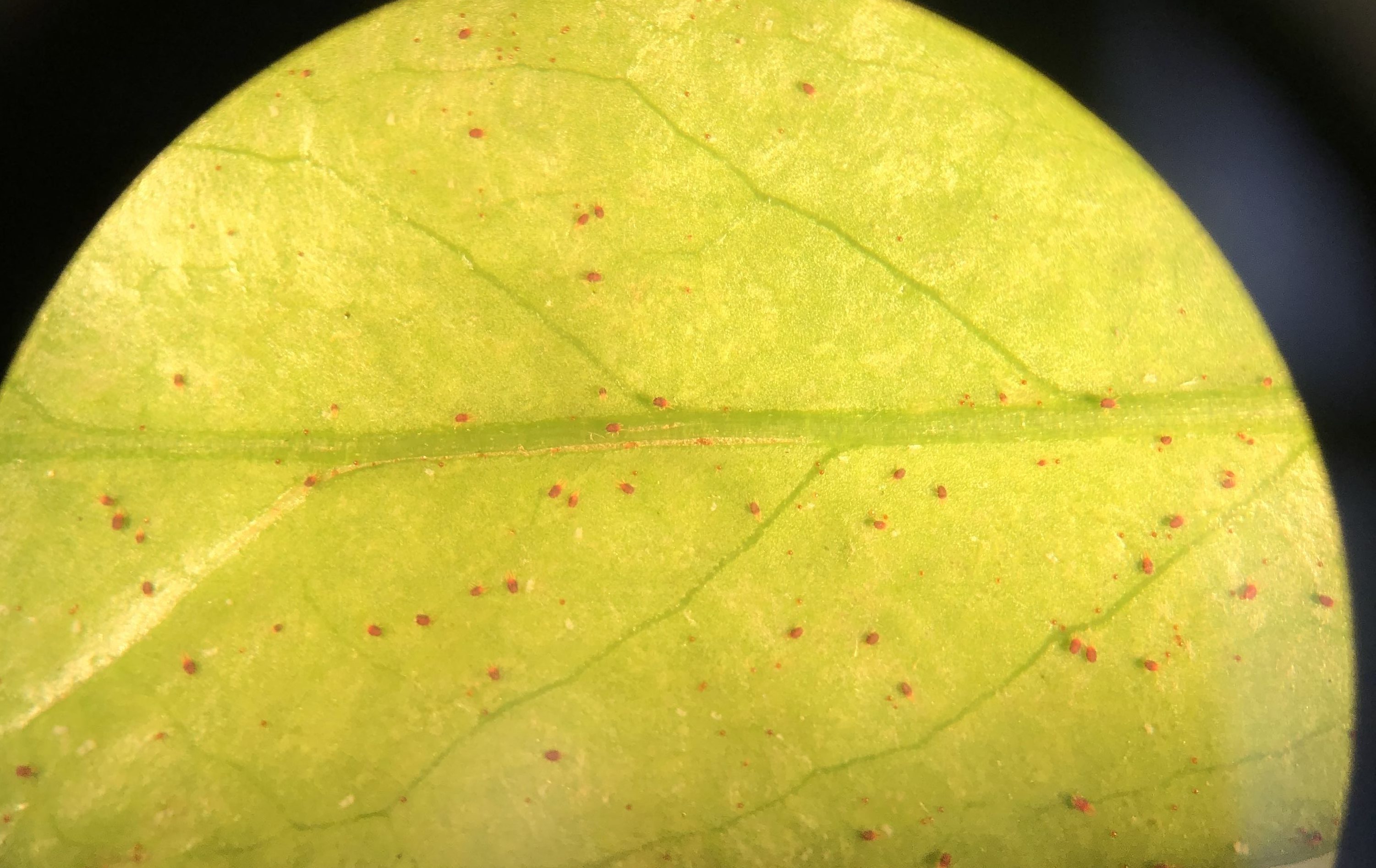 Southern red mites on cherry laurel