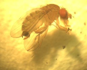 Image of an Adult female spotted-wing drosophila