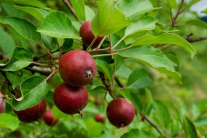 picture of apples