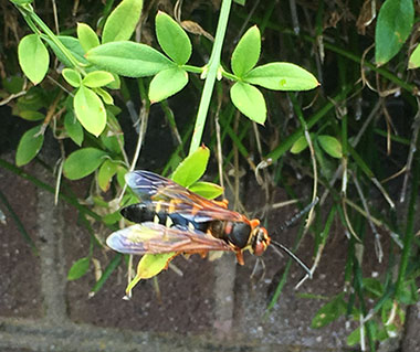 Cicada killer wasp on foliage
