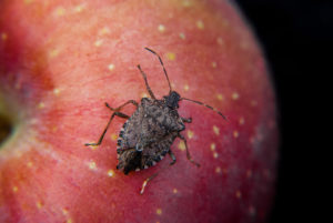 brown marmorated stink bug on apple