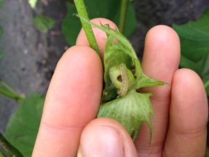 Cover photo for Start Scouting for Bollworm