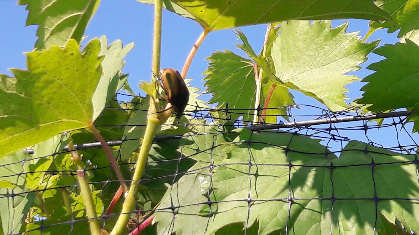 Green June Beetle in bunch grapes.