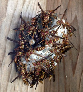 Paper wasp nest on wooden beam