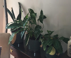 Plants on shelf in house