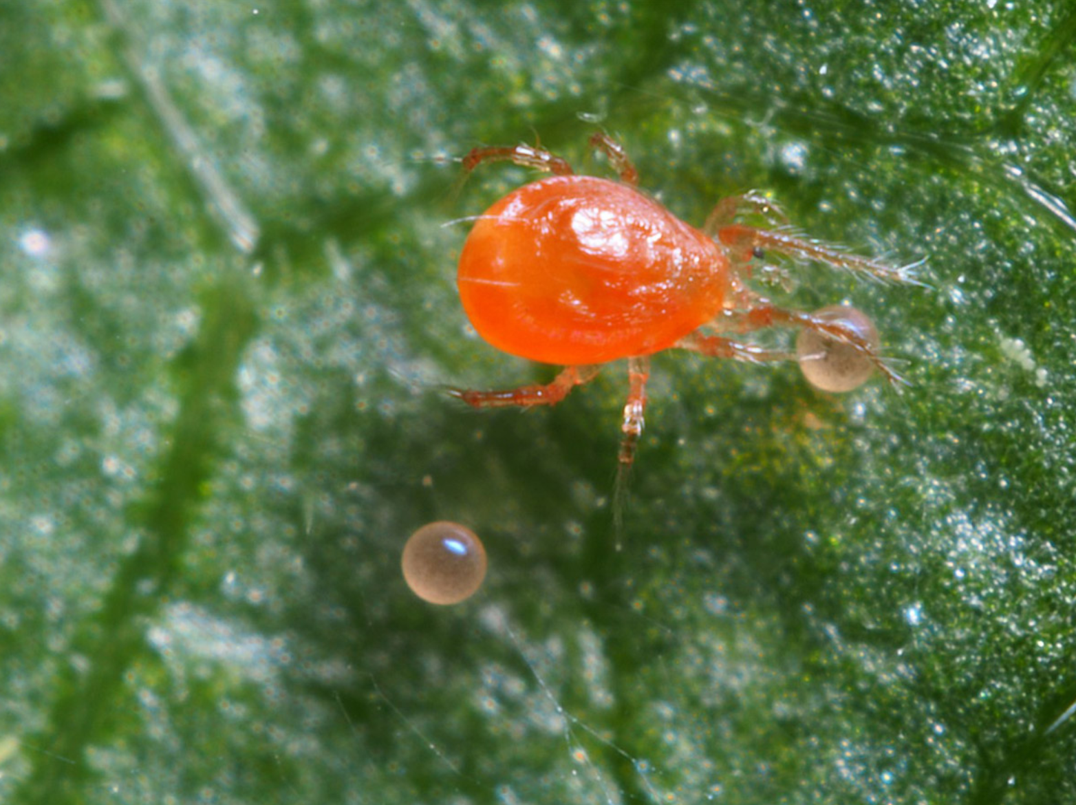 Image of Spider mites pests that can affect red flowers that bloom all summer