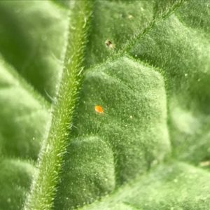[Picture] P. persimilis and TSSM on leaf