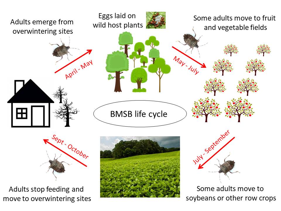 marmorated stink bug life cycle - Rozanne Marino