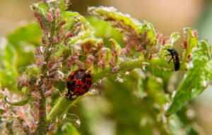 Biological control: a ladybeetle eating aphids on tomato plant