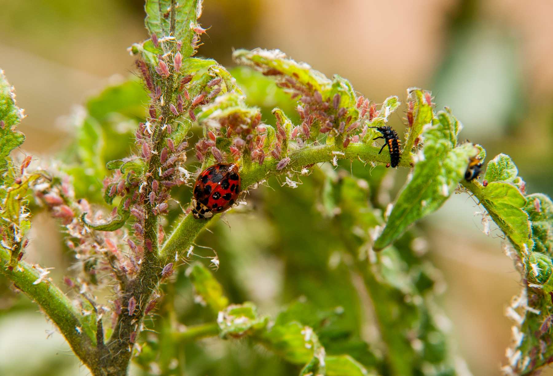 Biological Control With Predators And Parasitoids NC State Extension