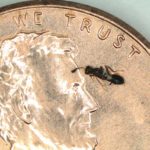 Picture of Anastatus reduvii on penny, showing small size.Wasp parasitoids of stink bugs are small and pose no threat to humans (what would be their “stinger” is only capable of oviposition, or egg-laying).
