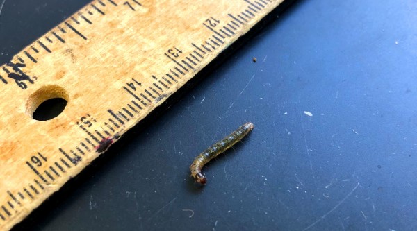 European pepper moth larva. Photo: SD Frank