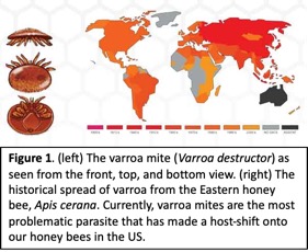 varroa mite drawings and map of spread