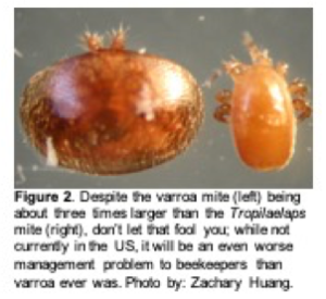 comparative size of varroa mite