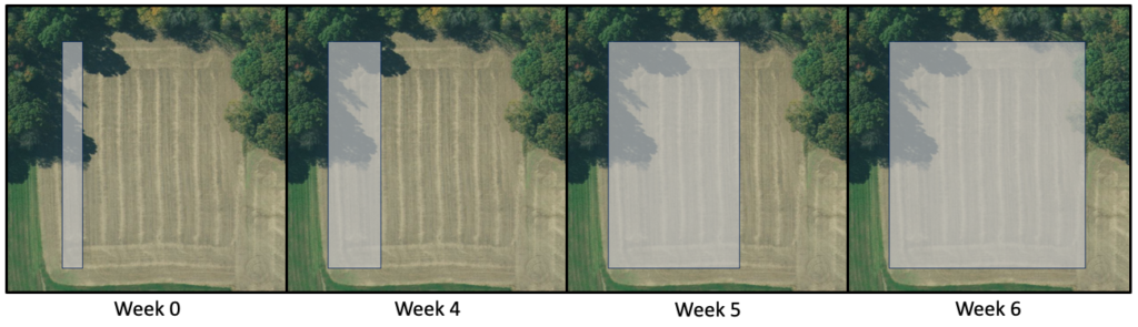 Fig. 6. Dispersion of <i>P. persimilis</i> throughout a ~2.5 acre tomato field originating from a small release subsection. Week 0 indicates where ~2,500 <i>P. persimilis</i> were released into the field. <i>P. persimilis</i> were detected during random sampling 3 weeks after release. Four weeks after release, <i>P. persimilis </i>increase dramatically in the areas adjacent to the release subsection, and twospotted spider mite numbers rapidly decline. As time progresses, the highest density of <i>P. persimilis</i> moves across the field like a wave, nearly eliminating twospotted spider mites in their path.